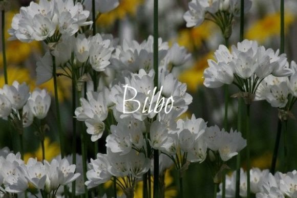 Bilbo: A Handwritten Font for Creative Marketing
